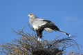 A male secretary bird