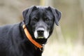 Older Black Labrador Retreiver dog with gray muzzle and hunter orange collar Royalty Free Stock Photo