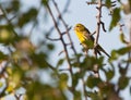 A male Serin challenger