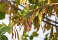 Male Serin on Judas Tree