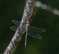 Male Shadow Darner Aeshna umbrosa dragonfly on a branch