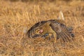 Sharp-Tailed Grouse