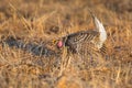 Sharp-Tailed Grouse