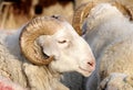 Male sheep