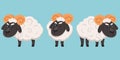 Male sheep in different poses.
