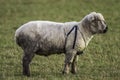 Male Sheep wearing a Breeding Harness