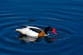 Male shelduck Royalty Free Stock Photo