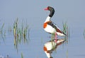 Male shelduck