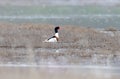 A male shelduck in breeding plumage Royalty Free Stock Photo
