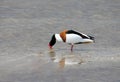 A male shelduck Royalty Free Stock Photo