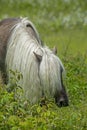 Male Shetland Pony with long beautiful mane. Royalty Free Stock Photo