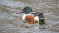 male shoveler duck on city lake