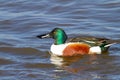 Male shoveler duck swimming at a lake