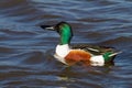 Male shoveler duck swimming at a lake