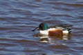 Male shoveler duck swimming at a lake