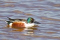 Male shoveler duck swimming at a lake