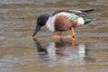 A male shoveler duck walking on the ice on the cemetery lake Southampton Common