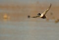 A male Shoveler in flight