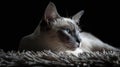 A male siamese cat portrait with black background Royalty Free Stock Photo