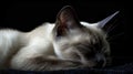 A male siamese cat portrait with black background Royalty Free Stock Photo