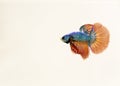 Male Siamese Fighting Fish, Orange Halfmoon Betta Splendens Royalty Free Stock Photo