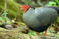 Male siamese fireback pheasant Royalty Free Stock Photo