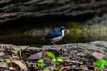 Male of Siberian blue robin Luscinia cyane Royalty Free Stock Photo