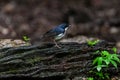 Male of Siberian blue robin Luscinia cyane Royalty Free Stock Photo