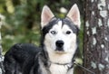 Male Siberian Husky dog with one blue eye