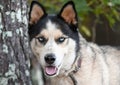 Male Siberian Husky mix dog with blue eyes outside on leash
