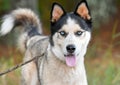Male Siberian Husky mix dog with blue eyes and short shaved groomed coat