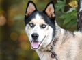 Male Siberian Husky mix dog with blue eyes and short shaved groomed coat