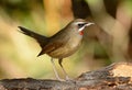 Male Siberian Rubythroat Luscinia calliope