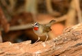 Male Siberian Rubythroat (Luscinia calliope)