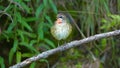 Siberian Rubythroat