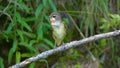 Siberian Rubythroat