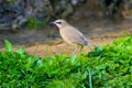 Siberian Rubythroat