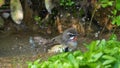 Siberian Rubythroat