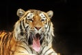 Male Siberian tiger Panthera tigris tigris the close-up portrait just yawns