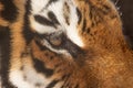 Siberian tiger (Panthera tigris tigris) detail to the eye Royalty Free Stock Photo