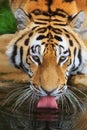 Male Siberian tiger Panthera tigris tigris drinks from the lake detail on the head and tongue in the water Royalty Free Stock Photo