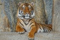 Male Siberian tiger resting on the rocks with an intense stare