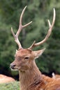 The Male Sika Deer