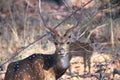 Male sika deer