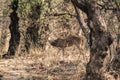 Male sika deer