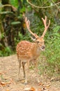 Male sika deer Royalty Free Stock Photo