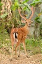 Male sika deer Royalty Free Stock Photo