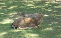 Male sika deer Royalty Free Stock Photo
