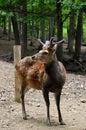 Beautiful male sika deer