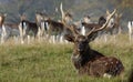 Male sika deer during the rut Royalty Free Stock Photo